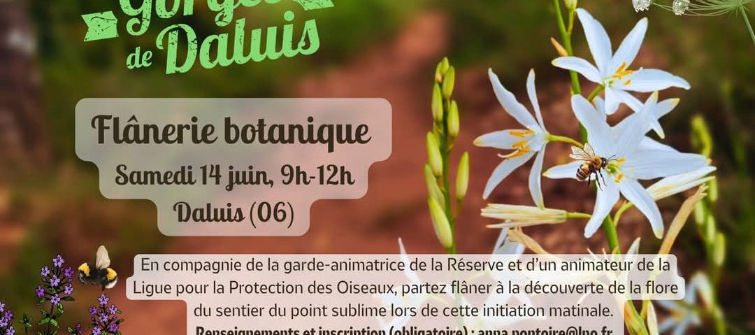 Flânerie botanique